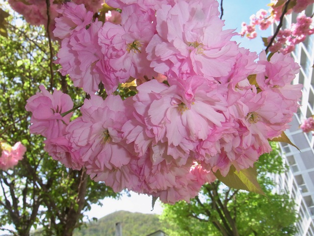 f:id:bibi-kirara:20200516181007j:plain