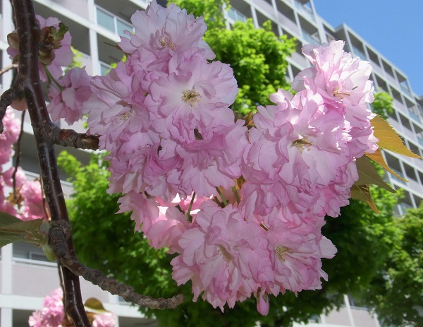 f:id:bibi-kirara:20200516181110j:plain