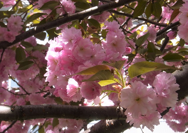 f:id:bibi-kirara:20200516181123j:plain