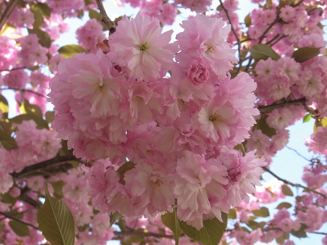 f:id:bibi-kirara:20200516181155j:plain