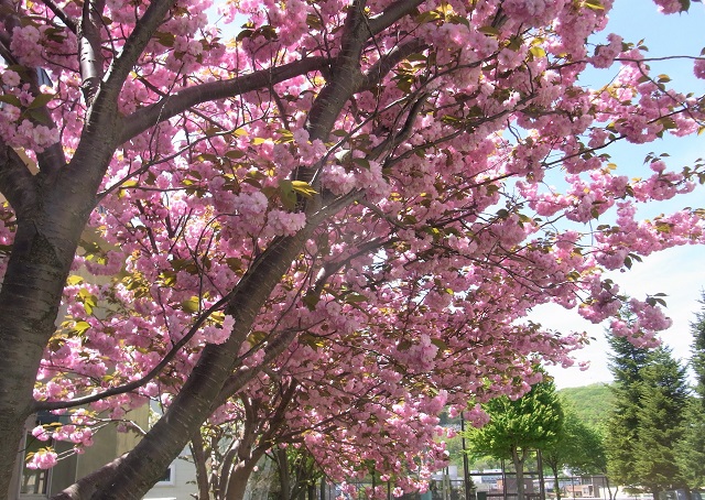 f:id:bibi-kirara:20200516181232j:plain
