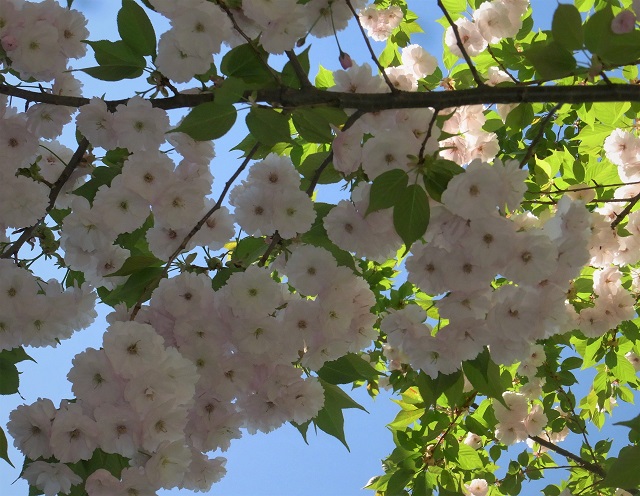 f:id:bibi-kirara:20200516210411j:plain