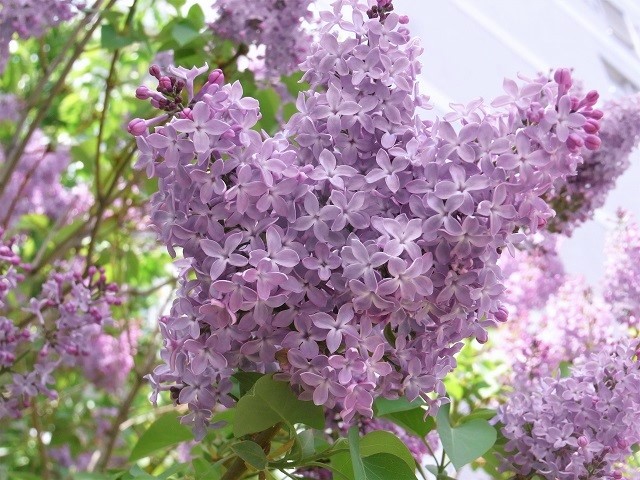 f:id:bibi-kirara:20200519145851j:plain