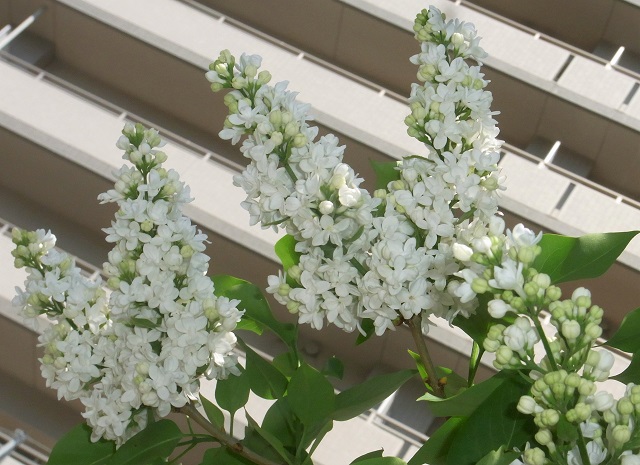 f:id:bibi-kirara:20200519150055j:plain