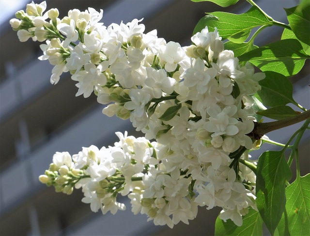 f:id:bibi-kirara:20200519150119j:plain