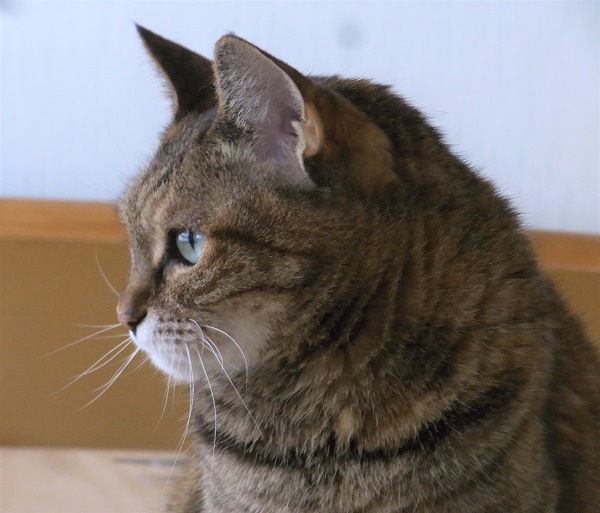 f:id:bibi-kirara:20200521065057j:plain