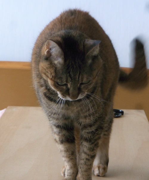 f:id:bibi-kirara:20200521065113j:plain