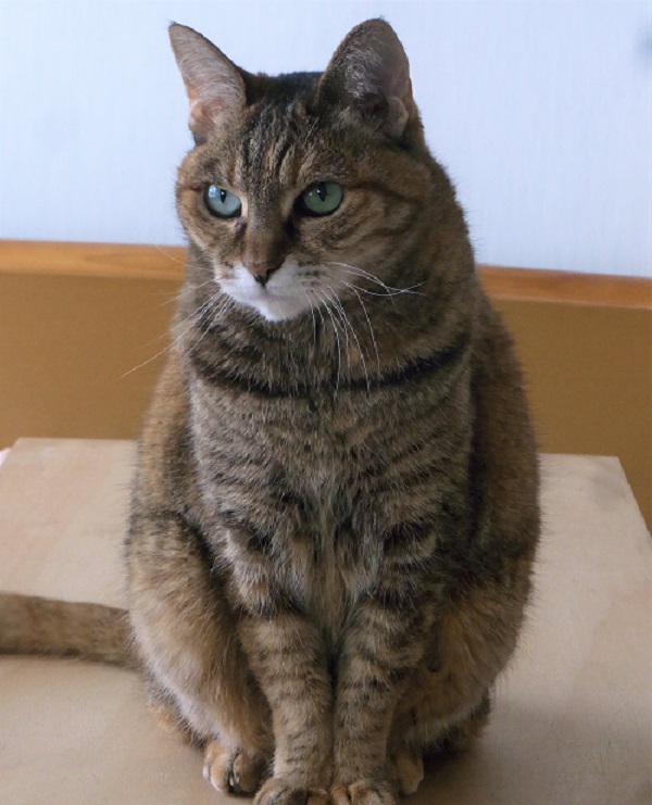 f:id:bibi-kirara:20200521065122j:plain