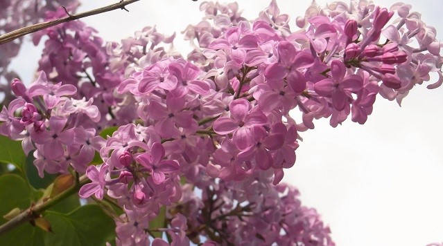 f:id:bibi-kirara:20200524223112j:plain