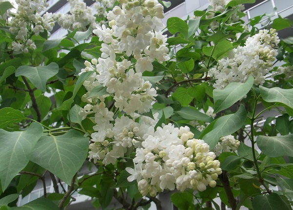 f:id:bibi-kirara:20200531085639j:plain
