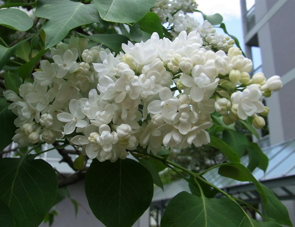 f:id:bibi-kirara:20200531085650j:plain