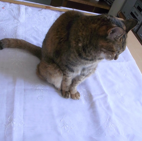 f:id:bibi-kirara:20200602170758j:plain
