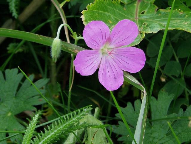 f:id:bibi-kirara:20200610010637j:plain