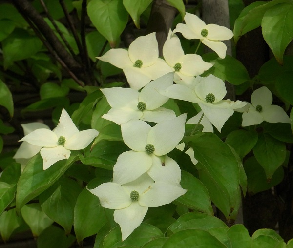 f:id:bibi-kirara:20200610212900j:plain