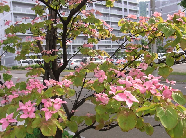 f:id:bibi-kirara:20200610213027j:plain