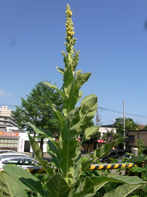 f:id:bibi-kirara:20200704173657j:plain