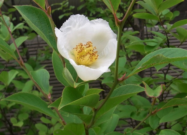 f:id:bibi-kirara:20200713142256j:plain
