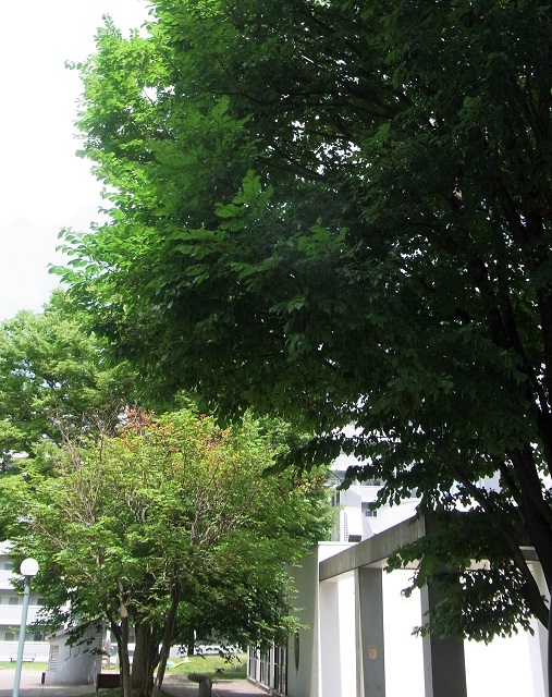 f:id:bibi-kirara:20200718064956j:plain