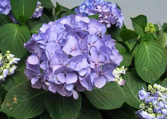 f:id:bibi-kirara:20200718164816j:plain