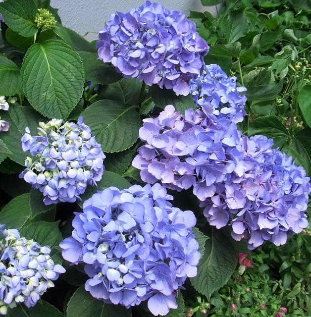 f:id:bibi-kirara:20200718164826j:plain