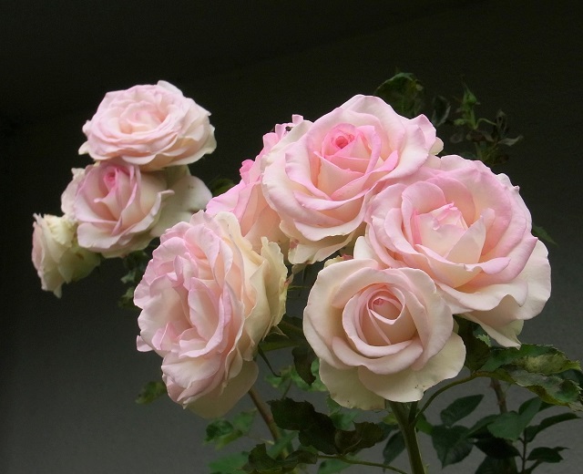f:id:bibi-kirara:20200718170012j:plain
