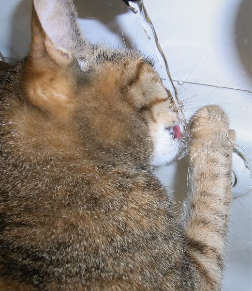 f:id:bibi-kirara:20200724210914j:plain