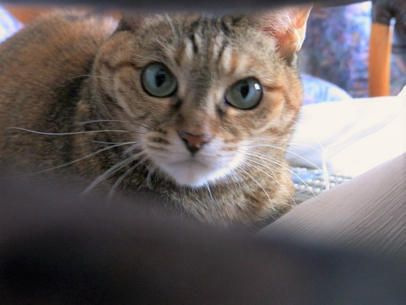 f:id:bibi-kirara:20200805093512j:plain