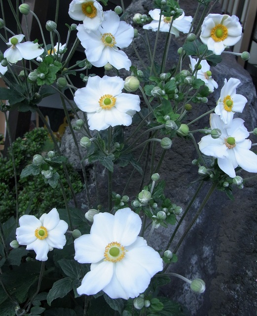 f:id:bibi-kirara:20200926083500j:plain