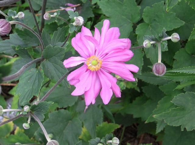 f:id:bibi-kirara:20200926083518j:plain