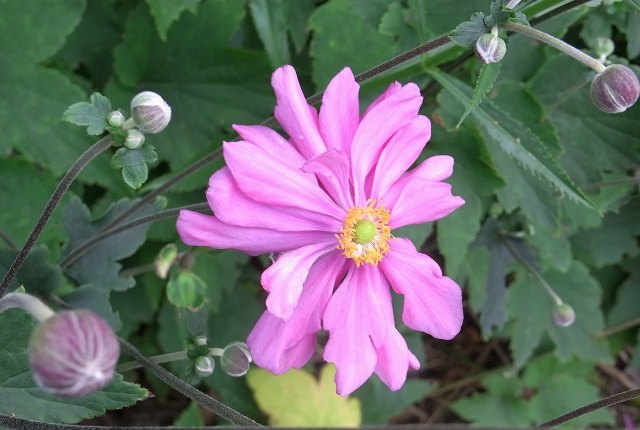 f:id:bibi-kirara:20200926083527j:plain