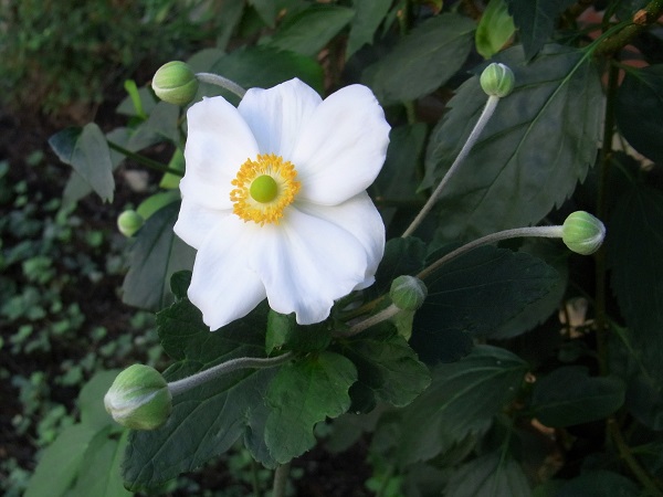 f:id:bibi-kirara:20200926084435j:plain