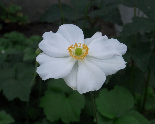 f:id:bibi-kirara:20200927065441j:plain