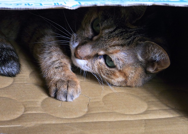 f:id:bibi-kirara:20201009231149j:plain