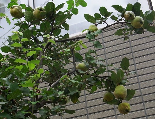 f:id:bibi-kirara:20201012220414j:plain