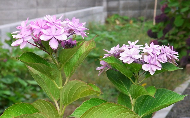 f:id:bibi-kirara:20201022163211j:plain