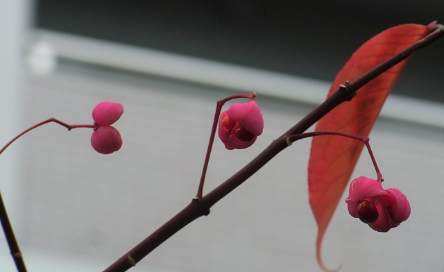 f:id:bibi-kirara:20201023225623j:plain