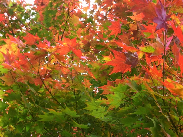 f:id:bibi-kirara:20201028100829j:plain