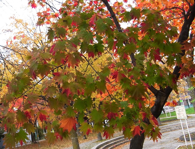 f:id:bibi-kirara:20201029005244j:plain