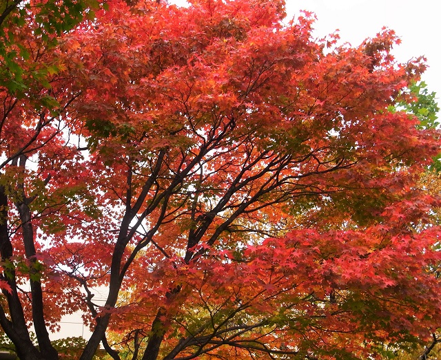 f:id:bibi-kirara:20201029091229j:plain
