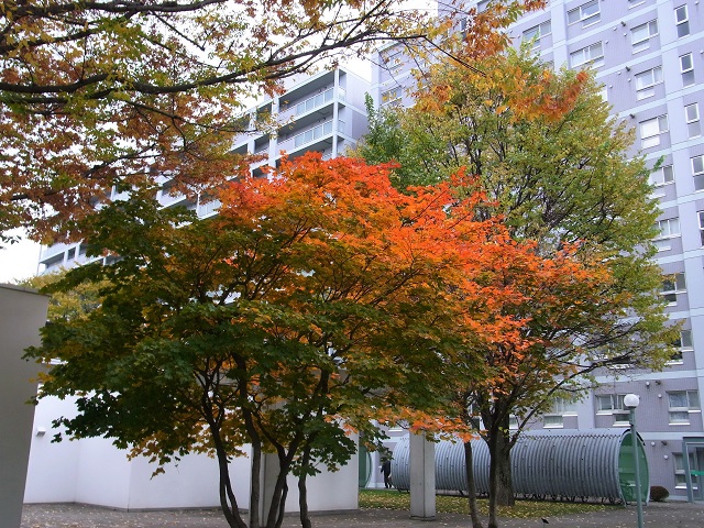 f:id:bibi-kirara:20201030144759j:plain