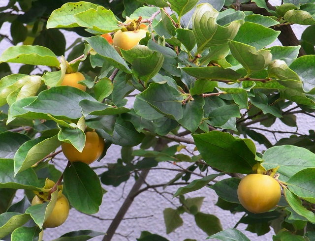 f:id:bibi-kirara:20201102211116j:plain f:id:bibi-kirara:20201102211116j:plain