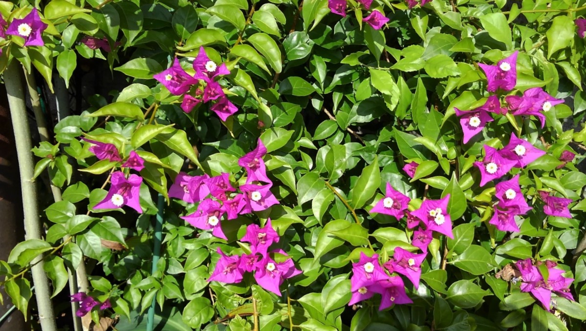 f:id:bibi-kirara:20201111232733j:plain f:id:bibi-kirara:20201111232733j:plain