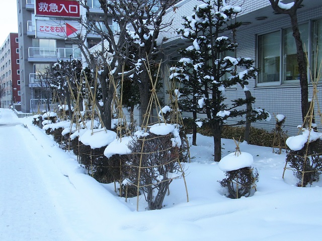 f:id:bibi-kirara:20210106235446j:plain