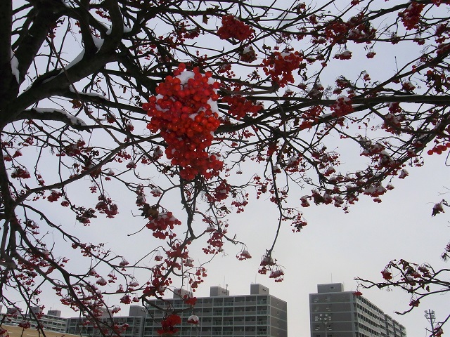 f:id:bibi-kirara:20210108181759j:plain