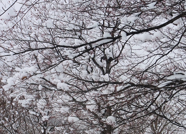 f:id:bibi-kirara:20210123225941j:plain