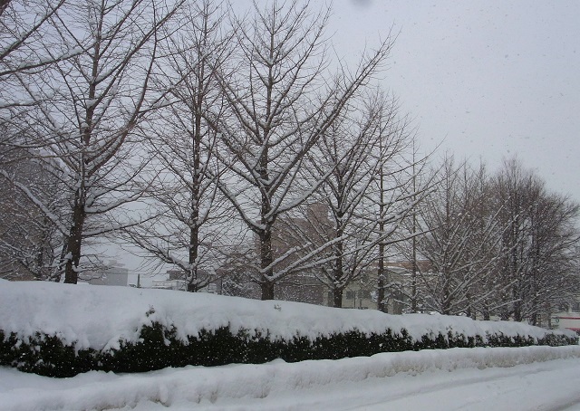 f:id:bibi-kirara:20210123230024j:plain