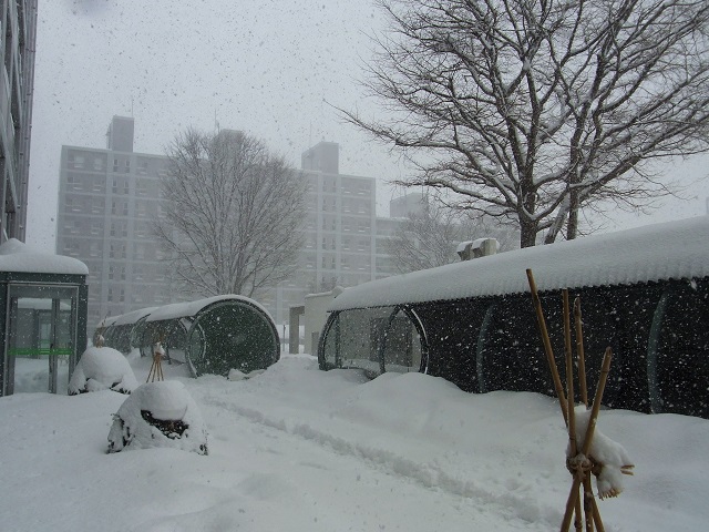 f:id:bibi-kirara:20210129211355j:plain