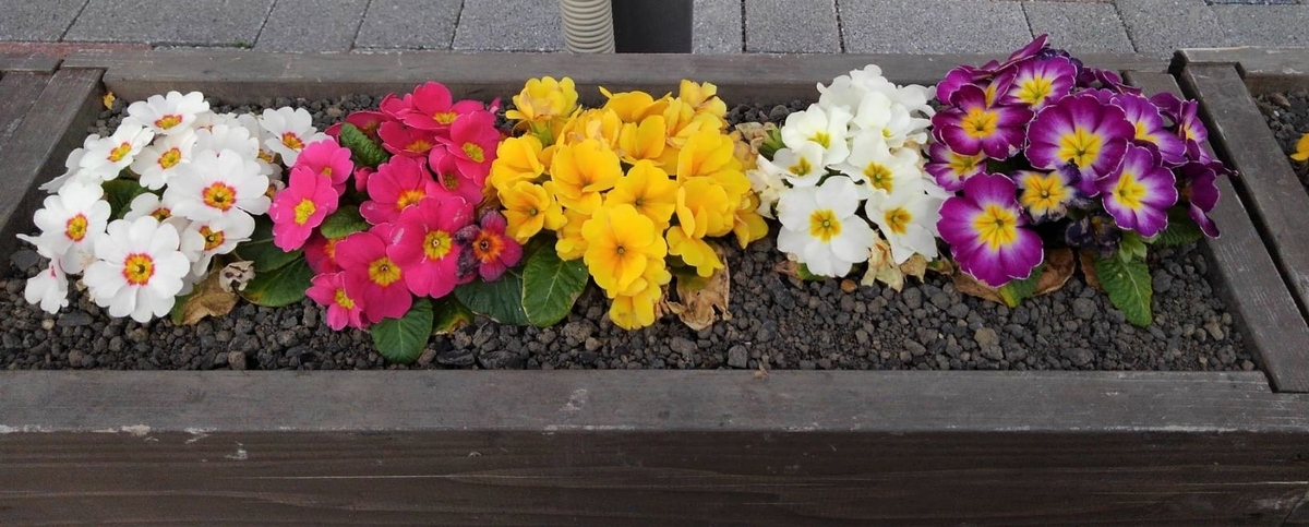 f:id:bibi-kirara:20210204232101j:plain