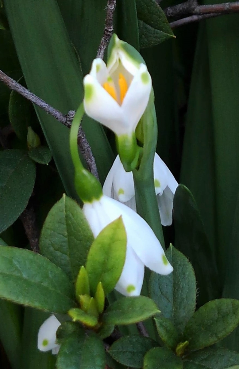f:id:bibi-kirara:20210312204809j:plain