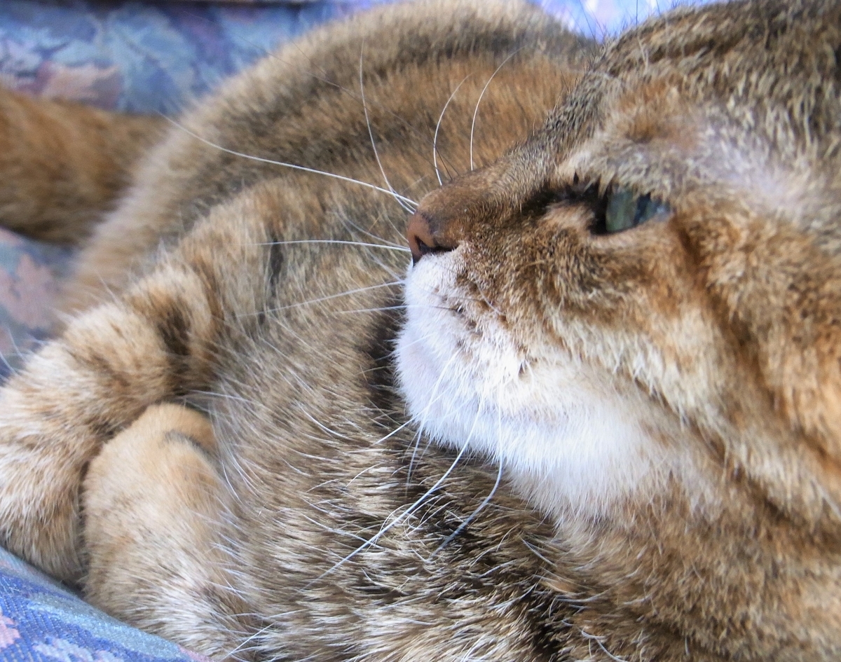 f:id:bibi-kirara:20210326163358j:plain